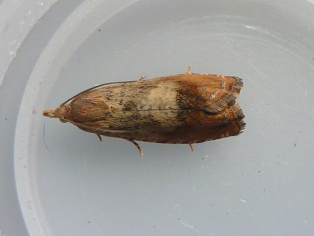 Cydia amplana Rusty Oak Moth images