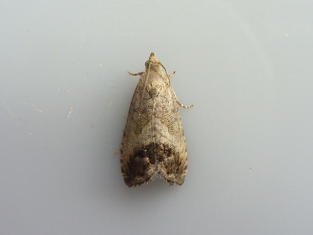 Cydia splendana Marbled Piercer Moth images