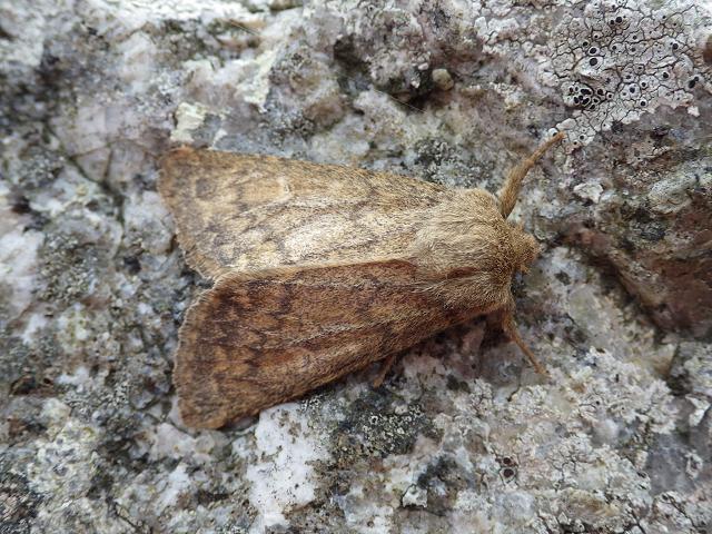 Dasypolia templi Brindled Ochre Moth Images