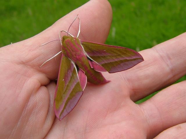 Deilephila elpenor Elephant Hawk Moth