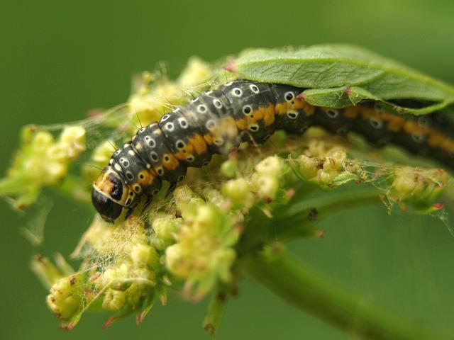 Depressaria daucella Micro Moth Images Lepidoptera
