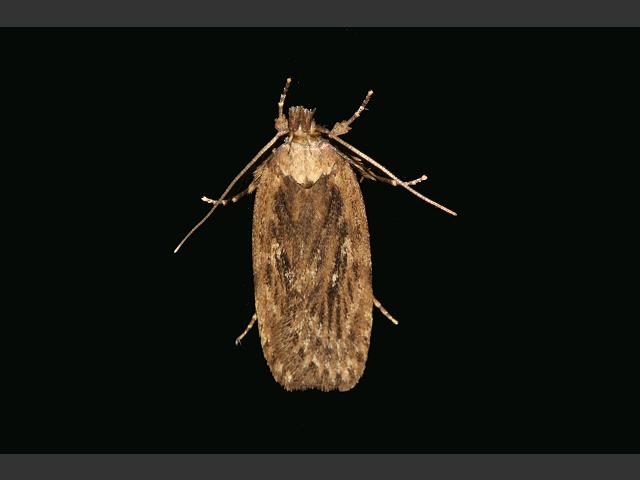 Depressaria radiella pastinacella heraclei Parsnip Moth Images