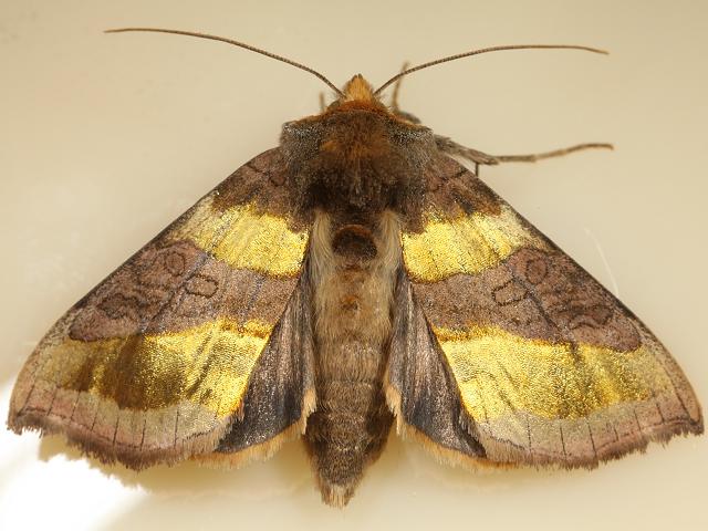 Diachrysia chrysitis Burnished Brass Moth