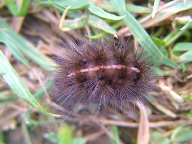 Diacrisia sannio Clouded Buff Moth