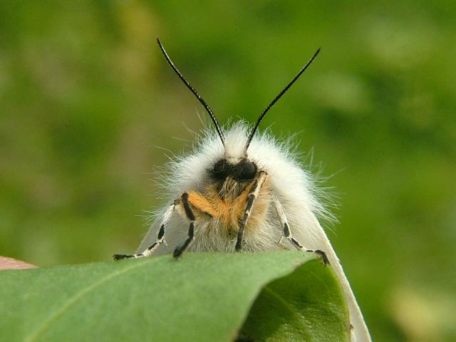 Diaphora mendica Muslin Moth