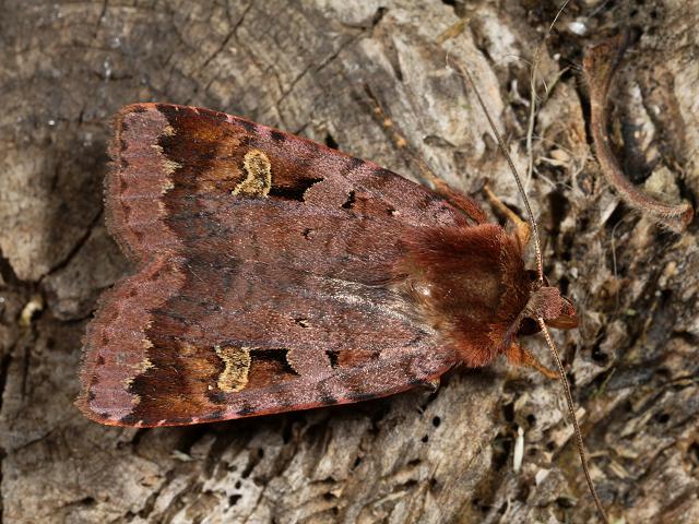 Diarsia brunnea Purple Clay Moth Images
