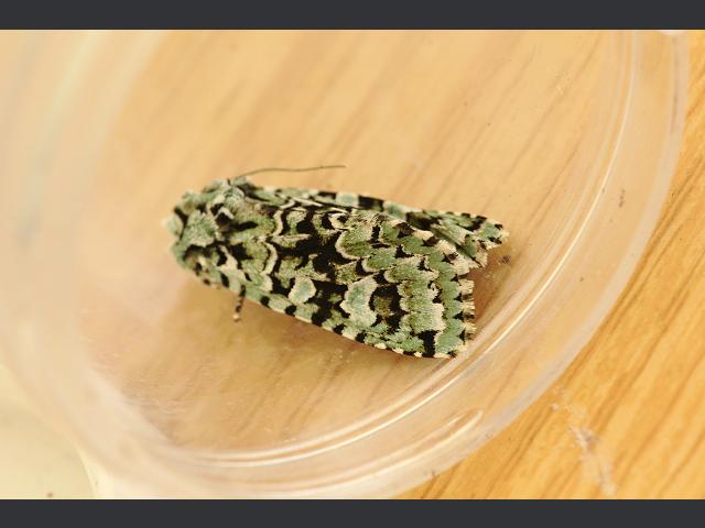 Dichonia aprilina Merveille du Jour Moth