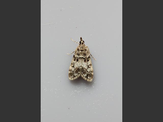 Dipleurina lacustrata Moth Images