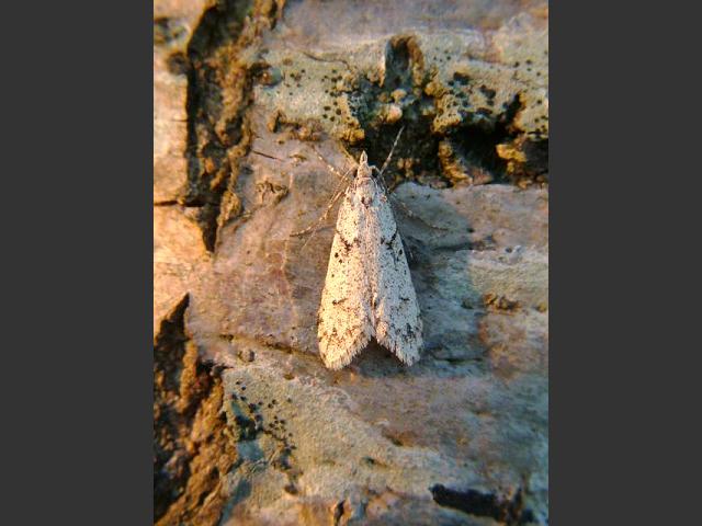 Diurnea fagella March Tubic Dagger Moth Images