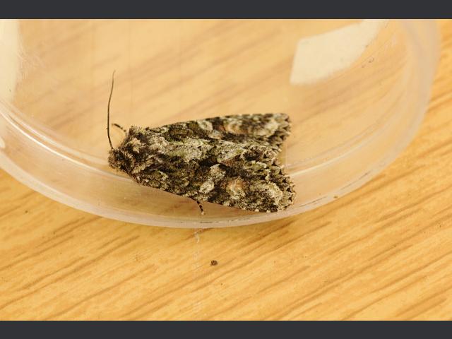 Dryobotodes eremita Brindled Green Moth