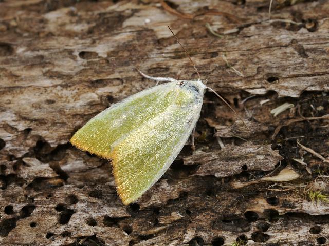 Earias clorana Cream bordered Green Pea Moth Images