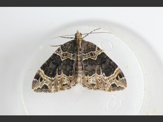 Ecliptopera silaceata Small Phoenix Moth Images