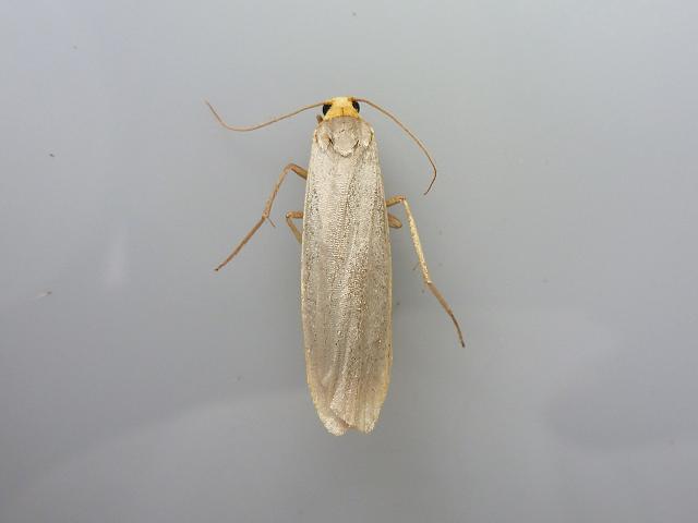 Eilema caniola Hoary Footman Moth Images