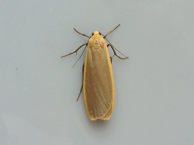 Eilema depressa Buff Footman Moth Images