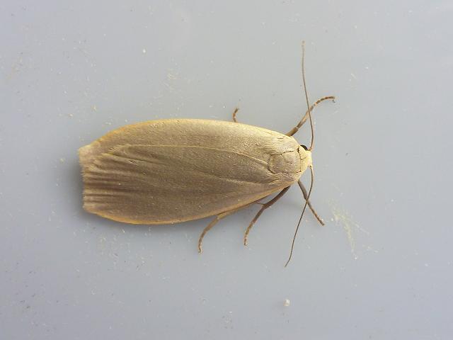 Eilema griseola Dingy Footman Images