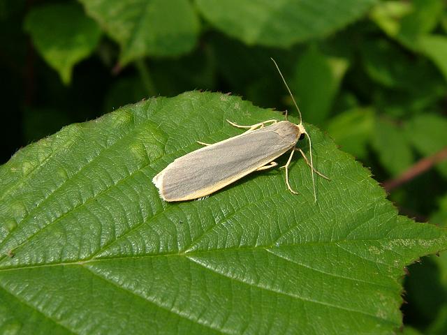 Eilema lurideola Common Footman