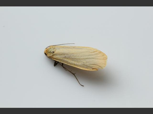 Eilema lurideola Common Footman Images