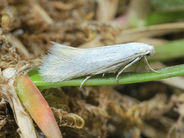 Elachista argentella Micro Moth Images Lepidoptera