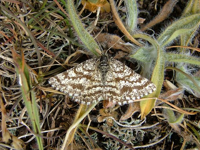 Ematurga atomaria Common Heath Moth