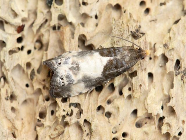 Epiblema cynosbatella Micro moth Images Lepidoptera