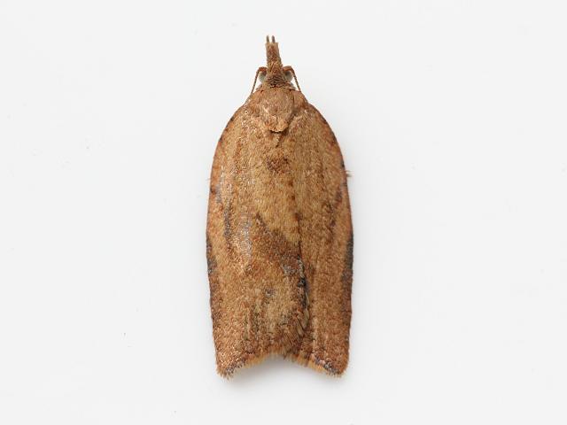 Epiphyas postvittana Light Brown Apple Moth Images