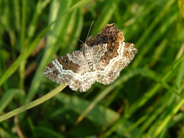 Epirrhoe alternata Common Carpet Moth