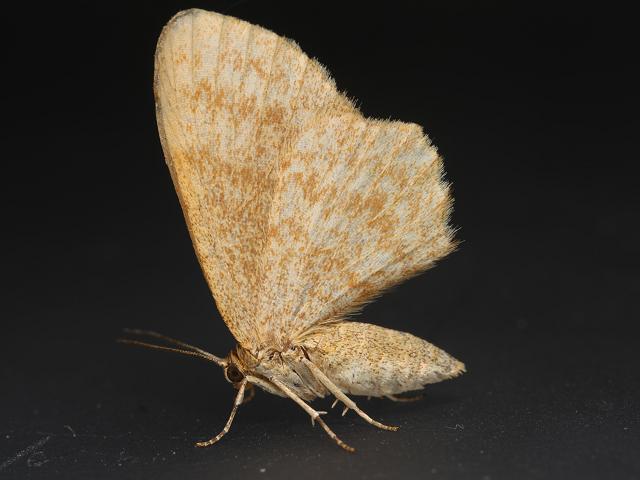 Euchoeca nebulata Dingy Shell Moth Images