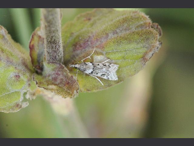 Eudonia angustea Micro moth Images