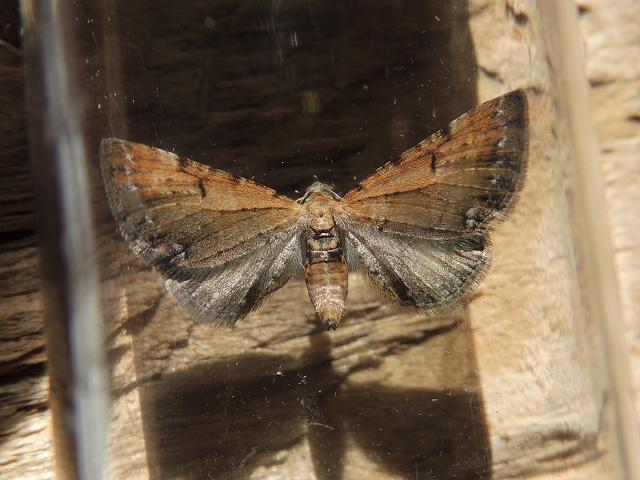 Eupithecia absinthiata Wormwood Pug Moth Images