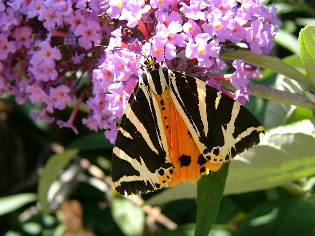 Euplagia quadripunctaria Jersey Tiger Moth