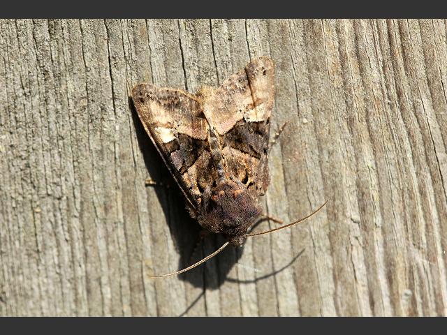 Euplexia lucipara Small Angle Shades caterpillar Moth Images