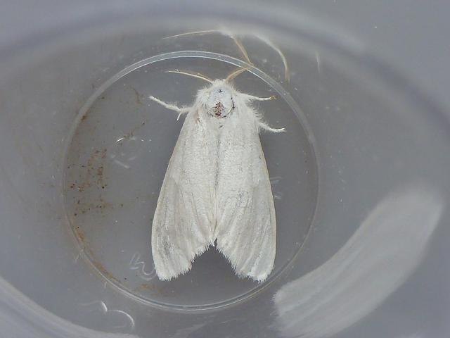 Euproctis similis Yellow tail Moth Images