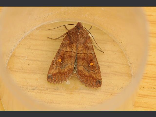 Eupsilia transversa The Satellite Moth