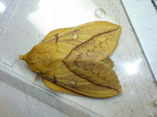 Euthrix potatoria The Drinker Moth