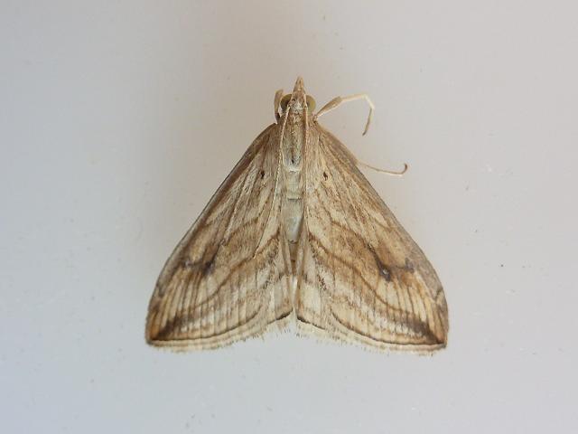 Evergestis forficalis Garden Pebble Moth Images