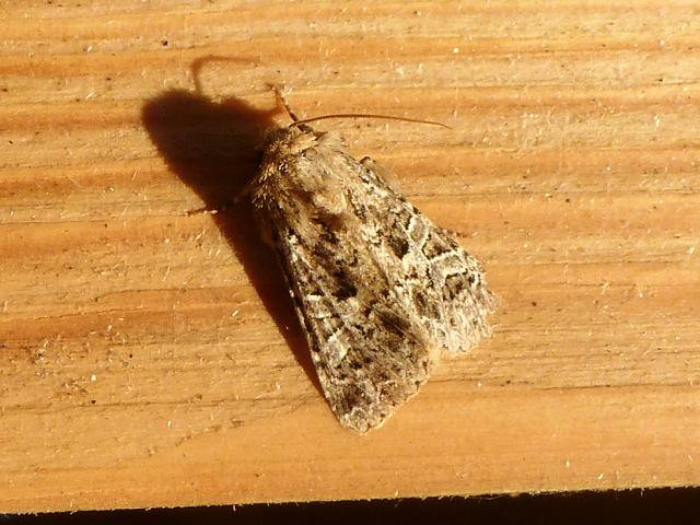 Hadena bicruris The Lychnis moth images