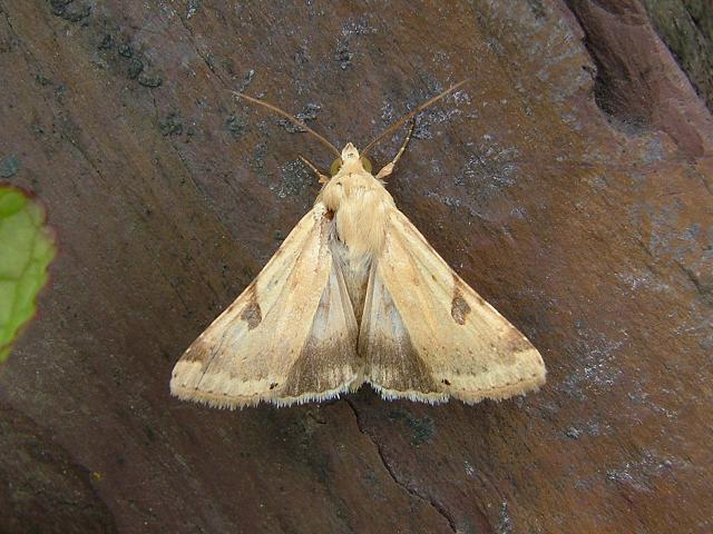 Heliothis peltigera Bordered Straw Moth Images