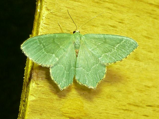 Hemithea aestivaria Common Emerald Moth Images