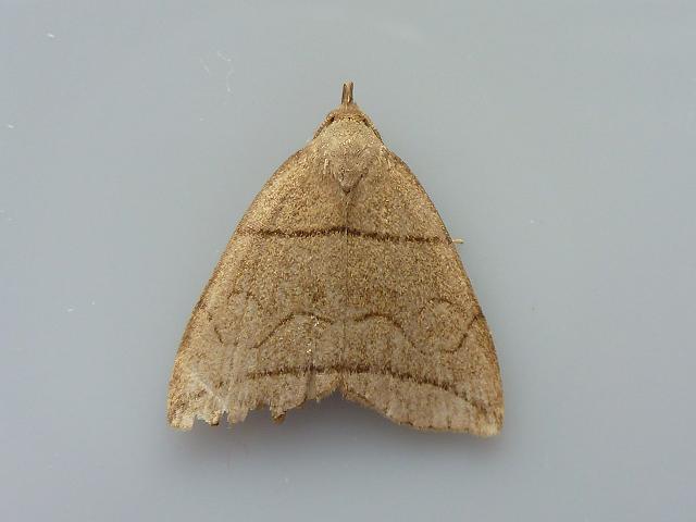 Herminia grisealis Small Fan foot Moth Images