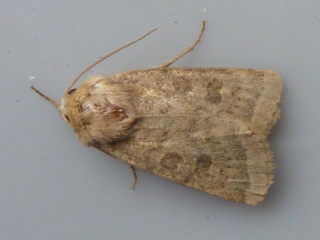Hoplodrina alsines The Uncertain moth images