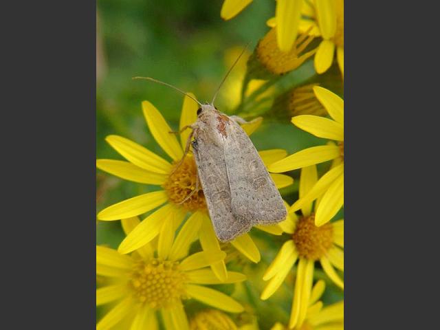Hoplodrina ambigua Vines Rustic moth images
