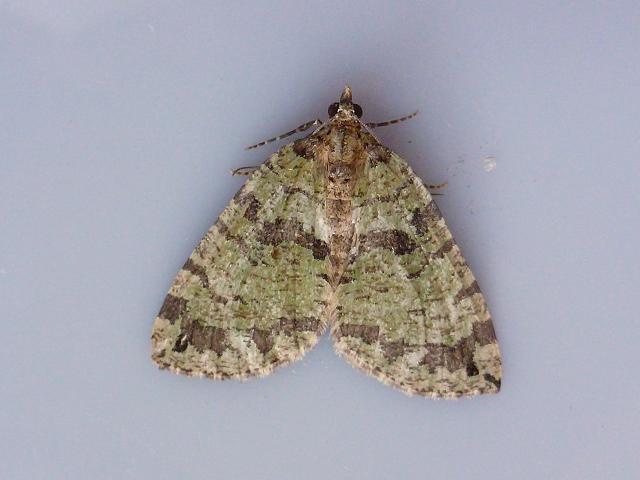 Hydriomena furcata July Highflyer Moth Images