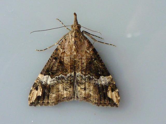 Hypena obsitalis Bloxworth Snout Moth Images
