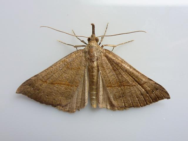 Hypena proboscidalis The Snout Moth Images