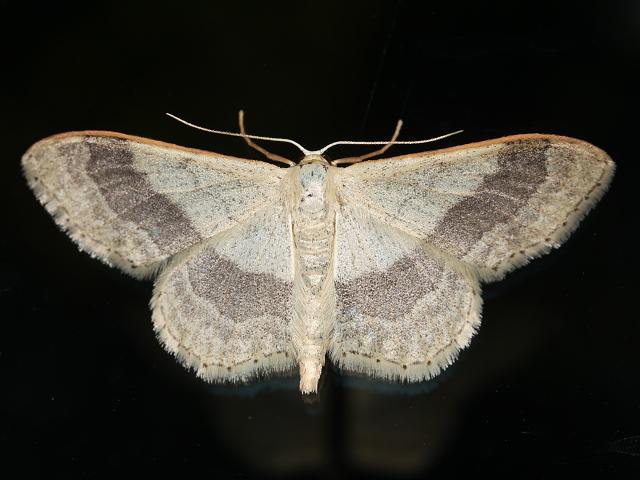 Idaea aversata Riband Wave Moth images