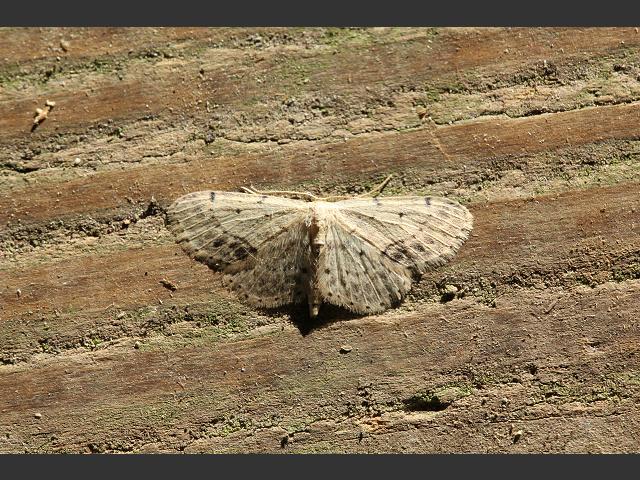 Idaea dimidiata Single dotted Wave Moth images