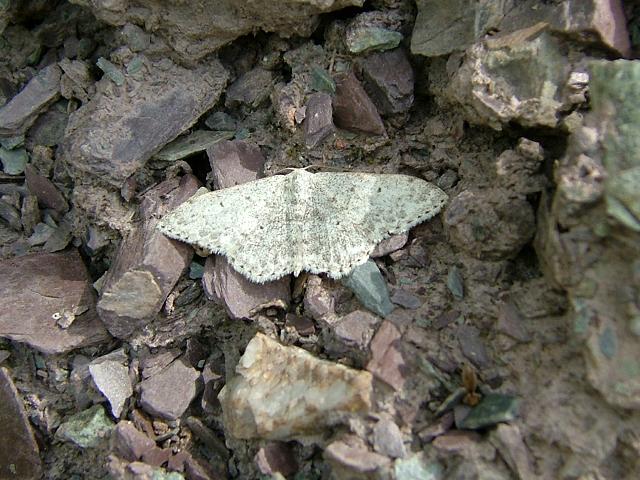 Idaea sylvestraria Dotted Border Wave Moth