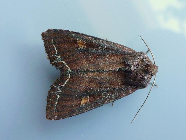 Lacanobia oleracea Bright Line Brown Eye Moth Images