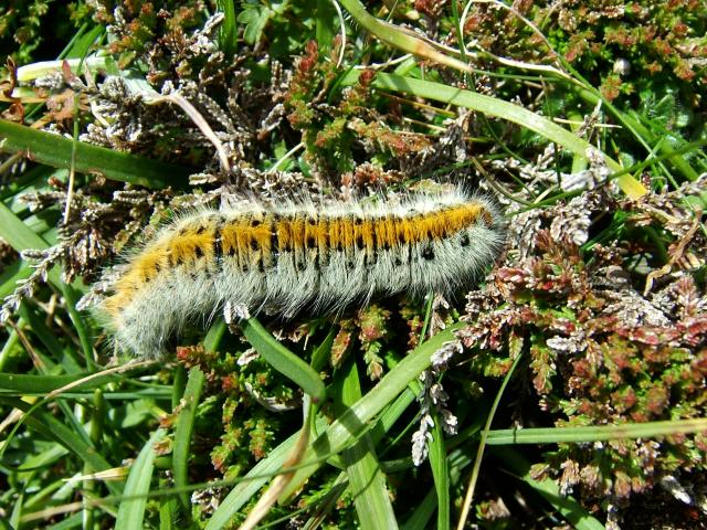 Lasiocampa trifolii Grass Eggar Moth
