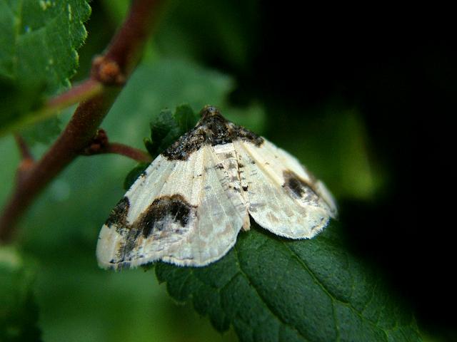 Ligdia adustata Scorched Carpet Moth